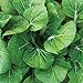 Photo Burpee White Choi Pak Choi Cabbage Seeds 200 seeds review