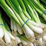 1000 Scallion Seeds, A.k.a Green Onion, Spring Onion. Grow Spring/ Late Summer/fall Photo, new 2024, best price $3.30 review