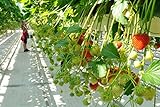 Auntwhale 100 semillas de fresas trepadoras Foto, nuevo 2024, mejor precio 3,99 € revisión