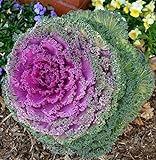 CEMEHA SEEDS - Flowering Kale Fringed Mix Ornamental Cabbage Non GMO Vegetable for Planting Photo, new 2024, best price $6.95 ($0.07 / Count) review