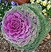 Photo CEMEHA SEEDS - Flowering Kale Fringed Mix Ornamental Cabbage Non GMO Vegetable for Planting review