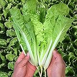 MOCCUROD 200+Pak Choi Seeds Green Stem Cabbage Bok Choy Four Season Vegetable Photo, new 2024, best price $7.99 ($0.04 / Count) review