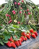 100PCS Fruit Seeds Set Dragon Fruit Seeds Strawberries Strawberry Seeds 100PCS Non-GMO Photo, new 2024, best price $9.00 ($0.09 / Count) review