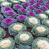 Outsidepride Ornamental Cabbage - 1000 Seeds Photo, new 2024, best price $6.49 review