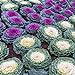 Photo Outsidepride Ornamental Cabbage - 1000 Seeds review