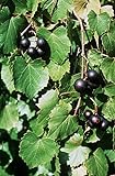 5 Samen von Vitis rotundifolia PURPLE Muscadine Traubenkernen Foto, neu 2024, bester Preis 14,99 € Rezension