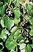 Foto 5 Samen von Vitis rotundifolia PURPLE Muscadine Traubenkernen Rezension