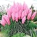Photo Pink Pampas Grass Seeds - 100 Seeds - Ornamental Grass for Landscaping or Decoration - Made in USA review
