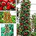 Foto Semillas Ecológicas Minigarden 50 piezas semillas de fresa roja fruta casera decoración en maceta plantas trepadoras-1 # revisión