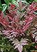 Photo Southern Living Plant Collection Obsession Nandina (2.5 Quart) Multicolor Evergreen Shrub with Brilliant Red New Foliage - Full Sun to Part Shade Live Outdoor Plant review