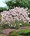 Foto Magnolia x soulangeana | Magnolien Strauch | Magnolienbaum Winterhart | Winterharte Pflanzen für Garten | Höhe 120-140cm | Topf 10L Rezension