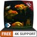 Foto free beautiful aquarium HD - dekorieren Sie Ihr Zimmer mit einem wunderschönen Aquarium auf Ihrem HDR 4K-Fernseher, 8K-Fernseher und Feuergeräten als Hintergrundbild, Dekoration für die Weihnachtsferi Rezension