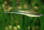 фотографија Акваријумске Рибице Свордтаил (Xiphophorus helleri), зелена