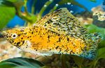 fotografija Akvarijske Ribice Sailfin Molly (Poecilia velifera), rumena