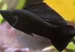 Foto Akvārija Zivis Sailfin Molly (Poecilia velifera), melns