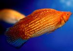 fotografija Akvarijske Ribice Sailfin Molly (Poecilia velifera), rdeča