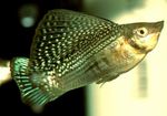 φωτογραφία τα ψάρια ενυδρείου Sailfin Molly (Poecilia velifera), Πράσινος