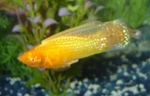 フォト 観賞魚 セイルフィンモーリー (Poecilia velifera), ゴールド