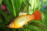 фотографија Акваријумске Рибице Папагеиенплати (Xiphophorus variatus), злато