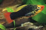 フォト 観賞魚 Papageienplaty (Xiphophorus variatus), 黒