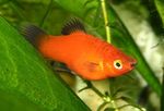 フォト 観賞魚 Papageienplaty (Xiphophorus variatus), 赤
