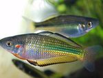 Mareja Rainbowfish