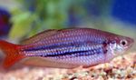Kääbus Rainbowfish