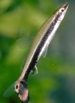 Diptail Pencilfish fénykép és gondoskodás