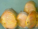 Фото Аквариумные Рыбки Дискус красный (Дискус Помпадур, Дискус Хеккеля) (Symphysodon discus), желтый