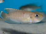 фотографија Акваријумске Рибице Неолампрологус Бревис (Neolamprologus brevis), браон