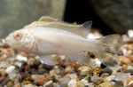 mynd Fiskabúr Fiskur Kribensis, Krib (Pelvicachromis pulcher, Pelvicachromis kribensis), hvítur