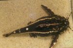 foto Pesci d'Acquario Acanthodoras Spinosissimus, Strisce