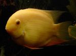 fotografija Akvarijske Ribice Severum (Cichlasoma severum, Heros serverus), rumena