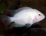 フォト 観賞魚 コンビクトシクリッド (Archocentrus nigrofasciatus, Cichlasoma nigrofasciatum), ピンク