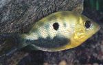 zdjęcie Ryby Akwariowe Pomarańczowy Chromide (Etroplus maculatus), Cętkowany