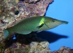 Uccello Wrasse