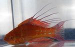 フォト 観賞魚 Filamentedフラッシャー、ベラ (Paracheilinus filamentosus), 赤