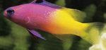 fotoğraf Akvaryum Balıkları Peri Basslet (Gramma loreto, Royal gramma), rengârenk