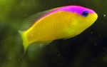 fotografie Akvarijné Ryby Ružový Prúžok Dottyback (Pseudochromis diadema), žltý