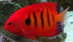 Bilde Akvariefisk Flamme Angelfish (Centropyge loricula), stripete
