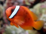 Tómatar Clownfish