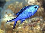 fotoğraf Akvaryum Balıkları Chromis, mavi