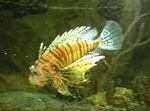 Foto Akvārija Zivis Volitan Lionfish (Pterois volitans), svītrains