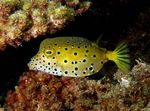 fotografie Akvarijné Ryby Cubicus Boxfish (Ostracion cubicus), bodkovaný