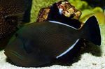 Havajské Čierna Triggerfish
