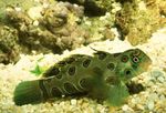 fotografija Opazila Zeleno Mandarin Ribe (Synchiropus picturatus), zelen