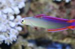 Firefish Violet, Dartfish Decorate