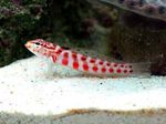 Red-Spotted Sandperch