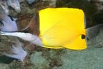 Žltý Longnose Butterflyfish