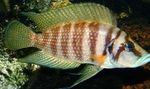 Bilde Akvariefisk Calvus Cichlid (Altolamprologus calvus), stripete